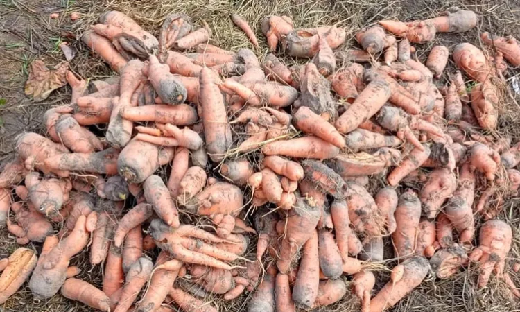 Картопля кормова, морква кормова на переробку - фото № 1