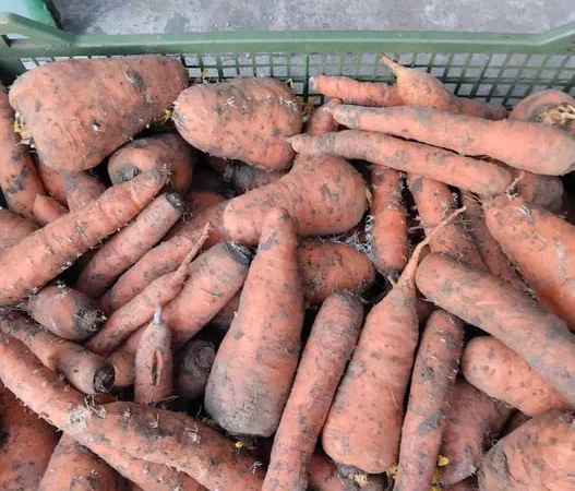 МОРКВА на переробку БУРЯК КАРТОПЛЯ - фото № 1