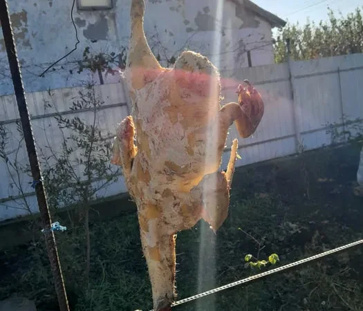 Продам мясо утки домашняя без гмо - фото № 1