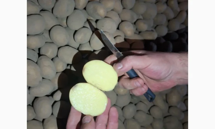 Продам картофель оптом - фото № 1