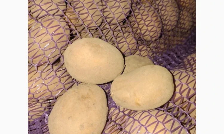 Продам картофель оптом - фото № 2