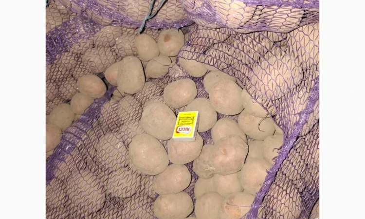 Продам картофель оптом - фото № 3