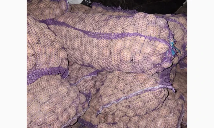 Продам картофель оптом - фото № 4