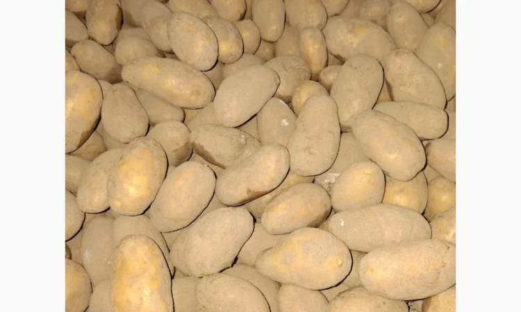 Продам картофель оптом - фото № 5