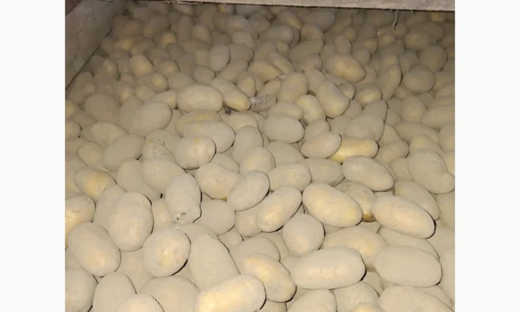 Продам картофель оптом - фото № 6
