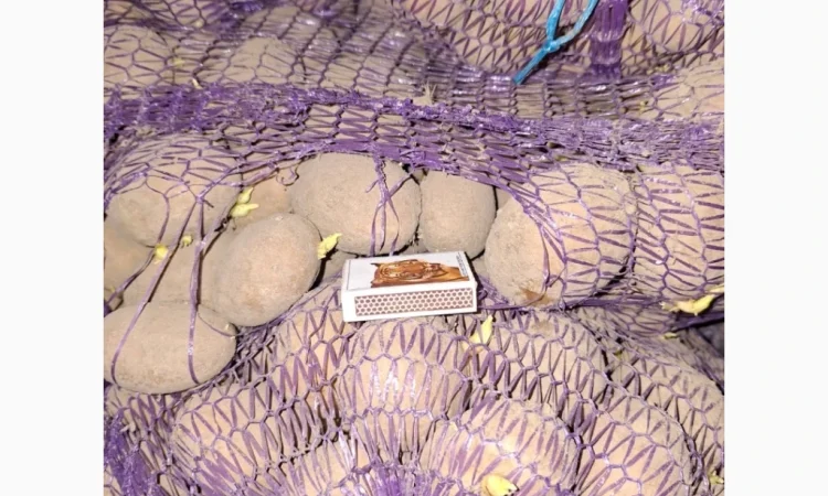 Продам картофель оптом - фото № 7