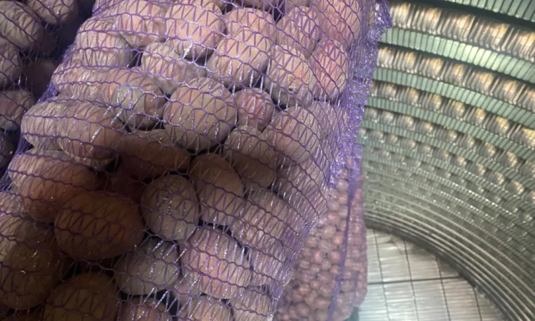 Продам посадочний картоплю сорт Белароса - фото № 3