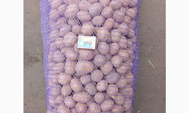 Продам мілку посадку Мелоді - фото № 1