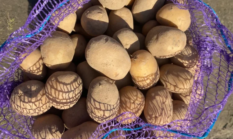 Продам мілку посадку Мелоді - фото № 2