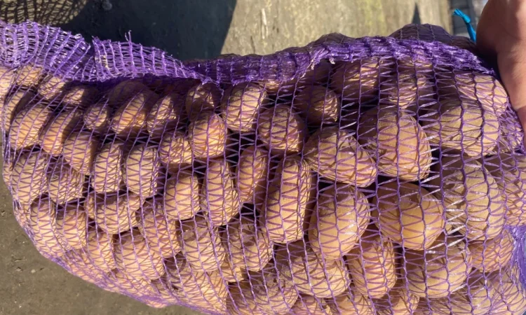 Продам мілку посадку Мелоді - фото № 3