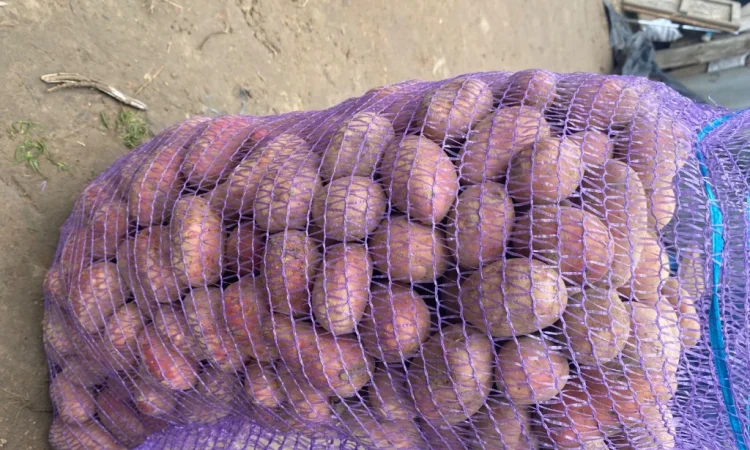 Продам посадкову картоплю Есмі - фото № 2