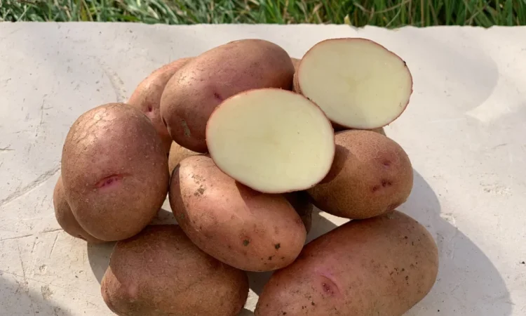 Продам насіннєву картоплю сорт Фотинія (1 репродукція) - фото № 1