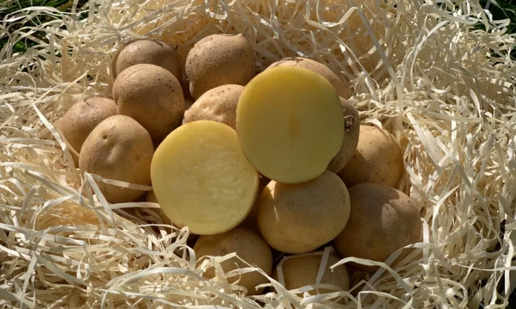 Продам насіннєву картоплю сорт Скарбниця (1 репродукція) - фото № 1