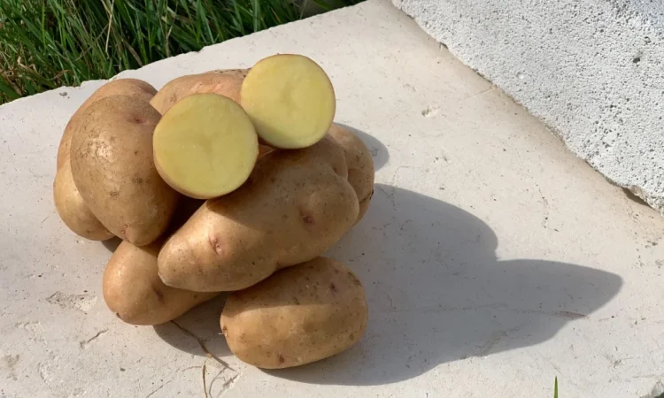 Продам семенной картофель сорт Княгиня (1 репродукция) - фото № 1