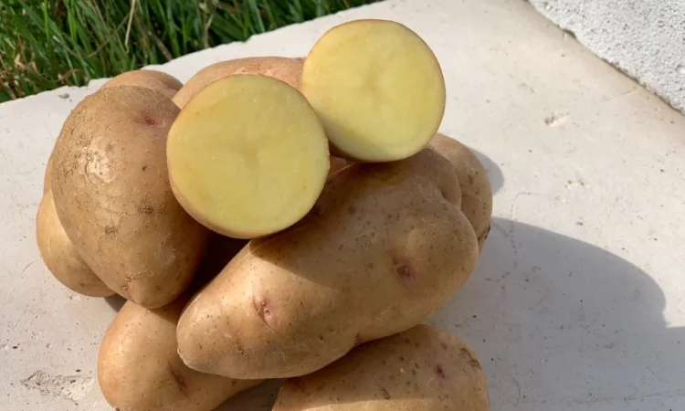 Картофель товарный сорта Княгиня оптом - фото № 1