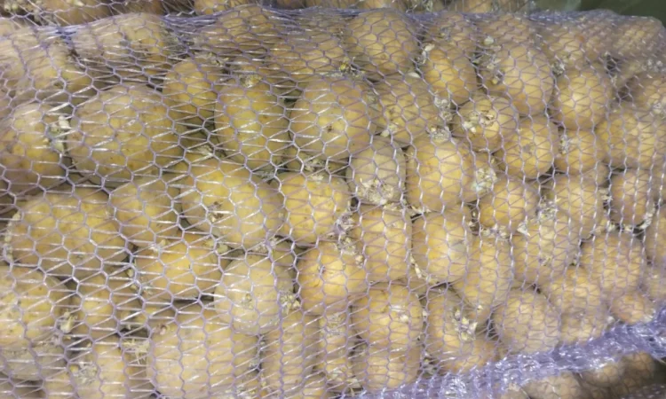 Продам насіннєву картоплю сорту Рівьєра - фото № 1