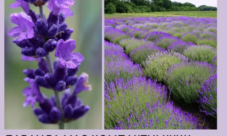 Саджанці лаванди - фото № 1