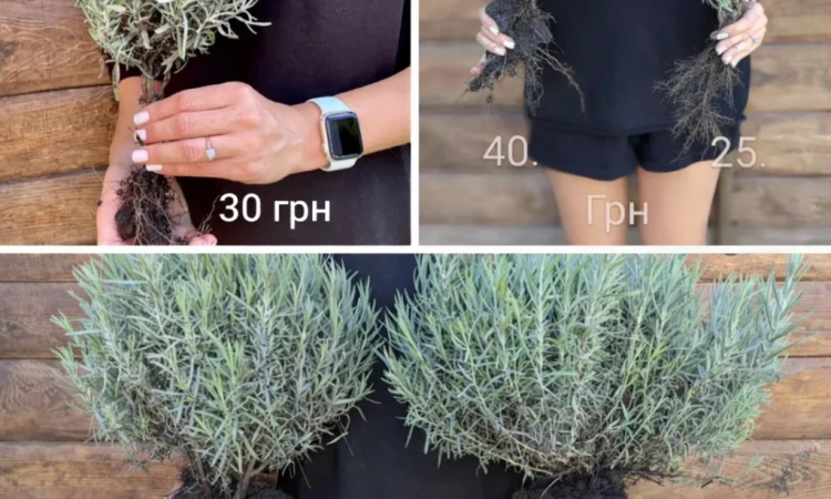 Саджанці лаванди - фото № 2