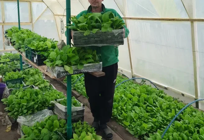 Рассада табака ,махорки - фото № 1