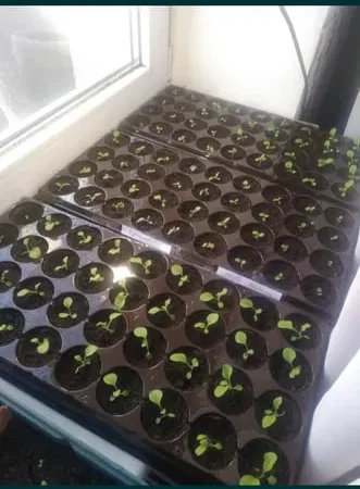 Семена табака. Семена табака. Разные сорта - фото № 1