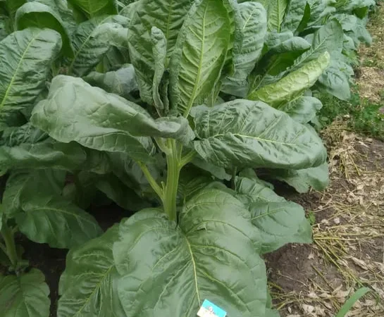 Семена махорки и табака. - фото № 1