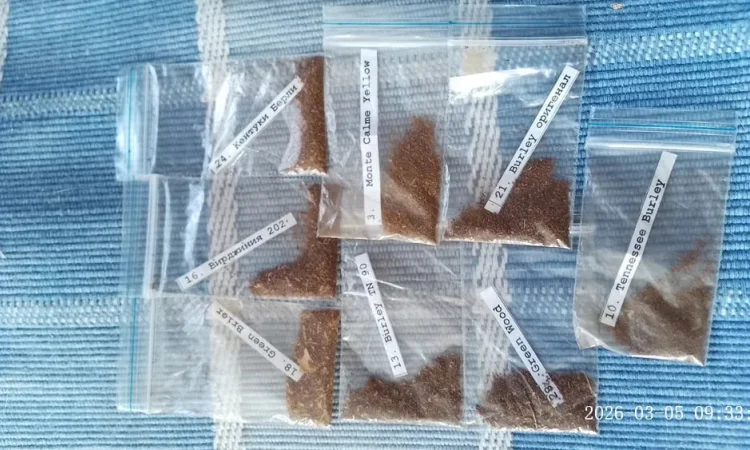 Семена табака от Табакевича - фото № 1