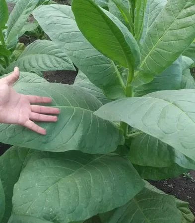 Продам семена табака ДЮБЕК - фото № 1