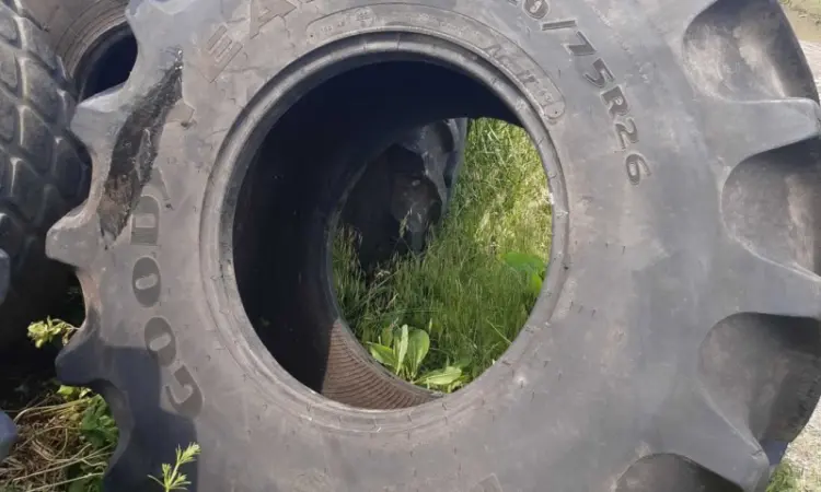 Бу шина 23.1-R26 (620/75р26) GoodYear - фото № 2