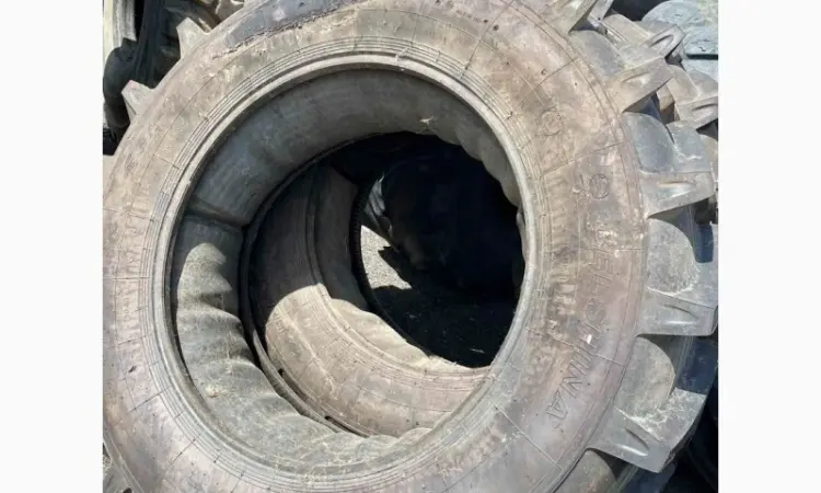 Шина 520/70R38 Белшина пара с камерами на диск не ставилась - фото № 3