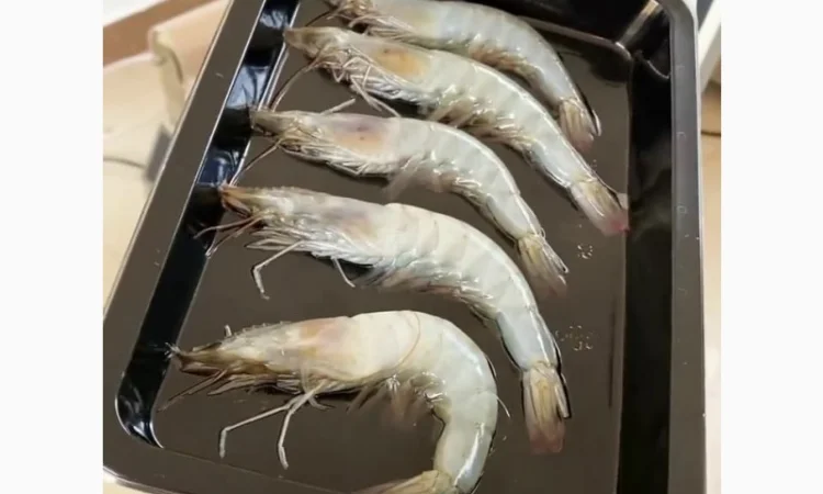 Зварювач лотків (вакуумний трейсилер) STvega Tray Sealer L331 - фото № 7