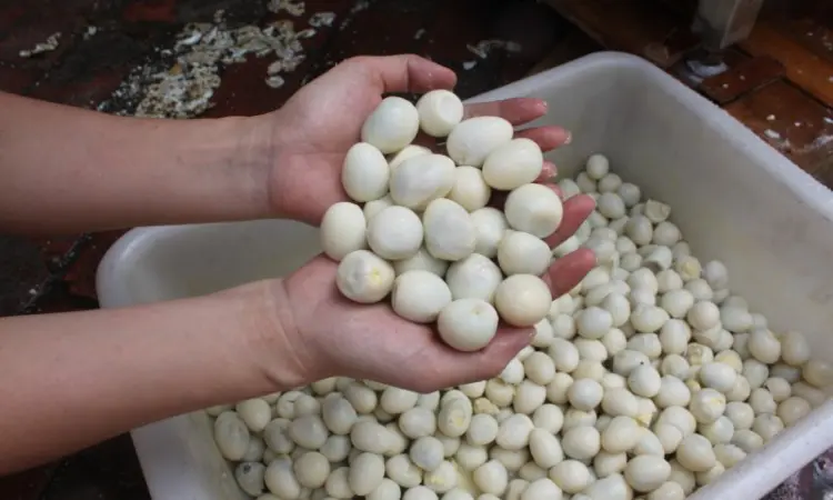 Машина промислова для очищення перепелиних яєць (яйцечистка) STvega Qual Egg Peeler F1000 - фото № 5