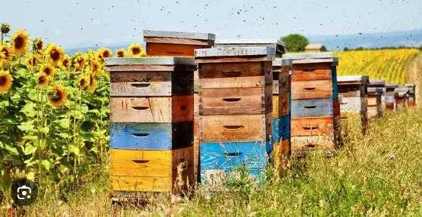 Продам інвентар для пасіки б/у... вулики б/у - фото № 1