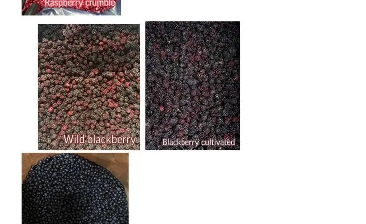ROKYTNE BERRY - фото № 2