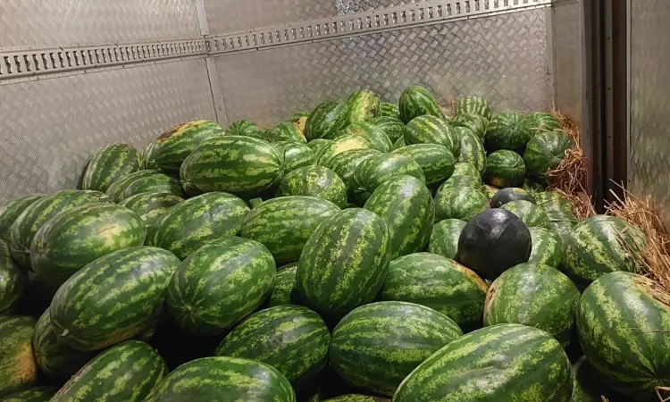 Продам кавун з поля - фото № 1