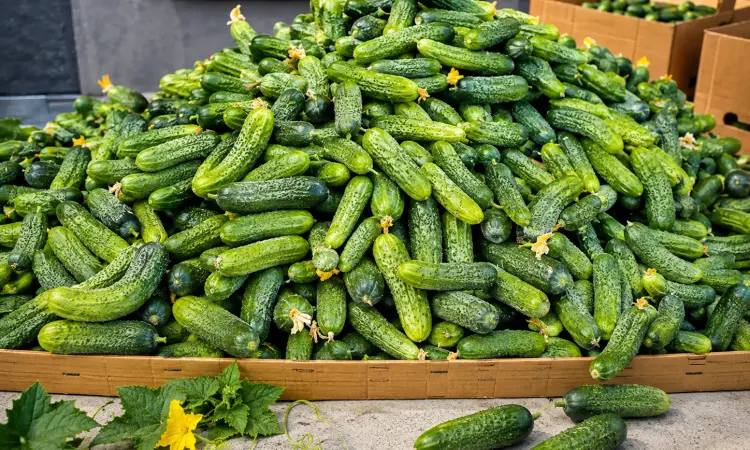 Продам польові огірки несорт — 25 грн/кг - фото № 1