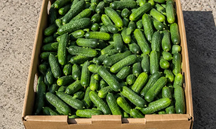 Продам польові огірки несорт — 25 грн/кг - фото № 2