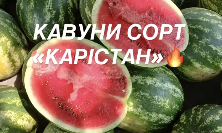 Солодкі та соковиті кавуни сорту «КАРІСТАН» - фото № 1