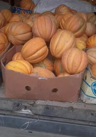 Продам насіння дині ефіопка - фото № 1