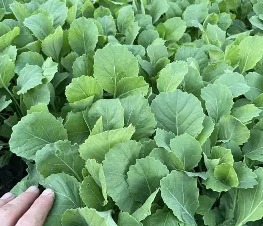 Продам розсаду капусти - фото № 1