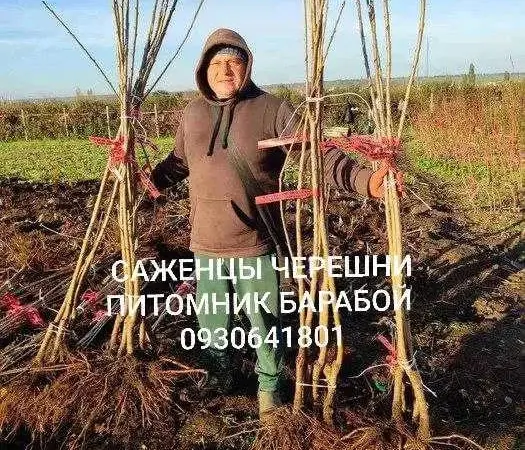 Саженцы Яблони, Груши, Айвы. ОПТ, Розница. - фото № 1
