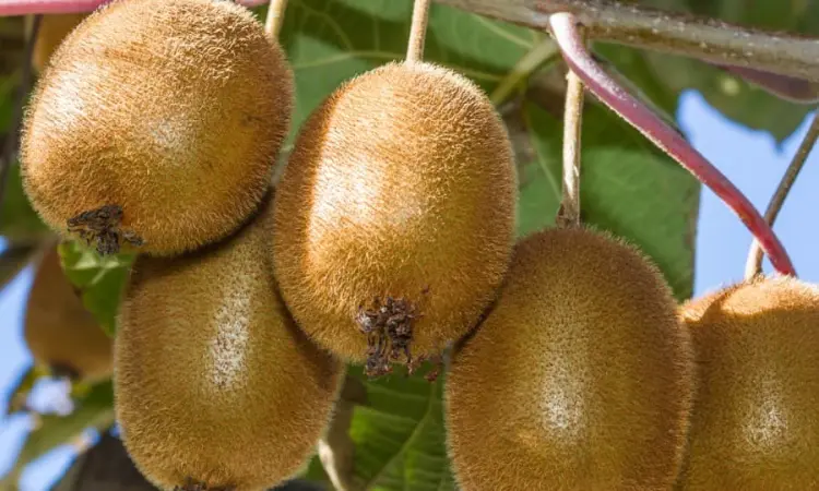 Киви Дженни (Actinidia deliciosa Jenny) - фото № 1