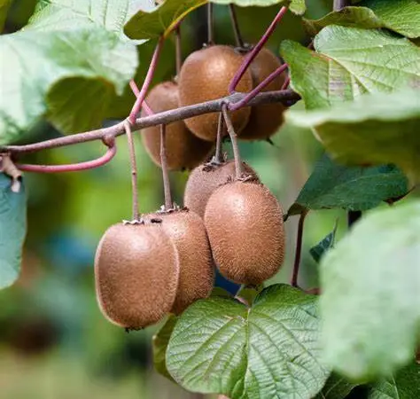 Киви Хейворд (Actinidia deliciosa Hayward) - фото № 1