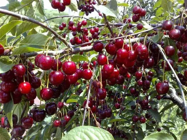 Продам недорого саджанці крупної вишні - фото № 1