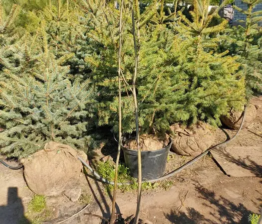 Саджанці липы і горобини ВКС та ЗКС - фото № 1