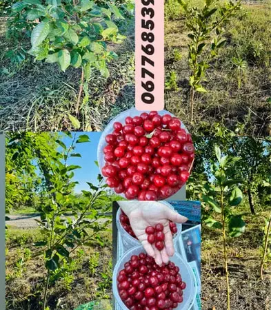 Саженцы каштана , вишни , шелковицы , сливы - фото № 1