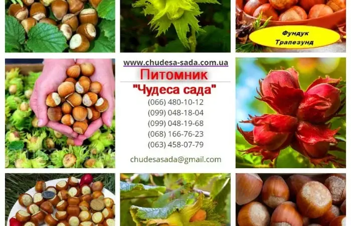 Высококачественные саженцы лещины,фундук, миндаль - фото № 1