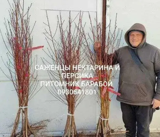 Персик, Персик Инжирный, Нектарин. ОПТ и Розница - фото № 1