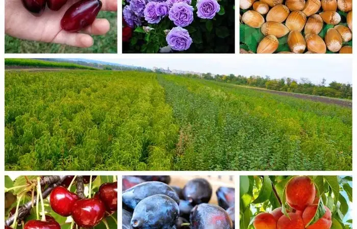Качественные саженцы: слива, фундук, жимолость - фото № 1