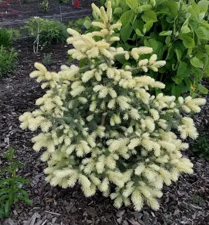 Ялина колюча Біалобок (picea pungens Bialobok) - фото № 1