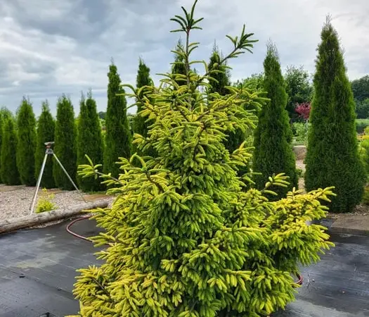 Ялина східна Скайлендс (picea orientalis Skylanbs) - фото № 1